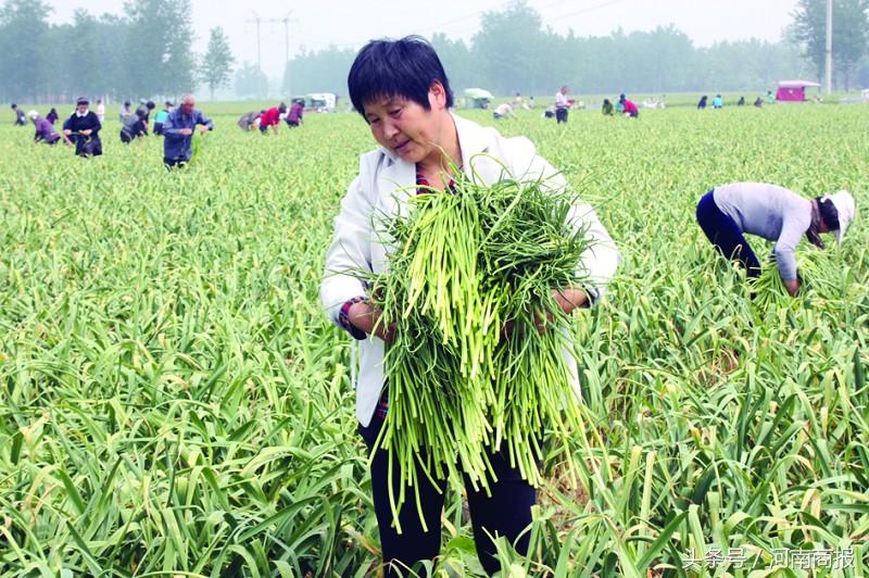 寧陵蒜薹最新價格行情及分析